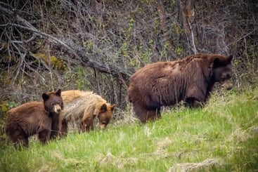 Black Bears in Colorado