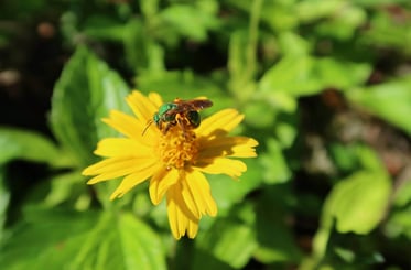 Abejas