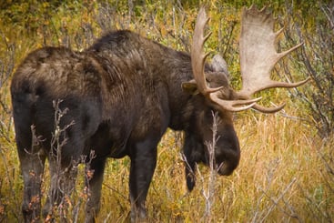 Rutting season for Colorado animals