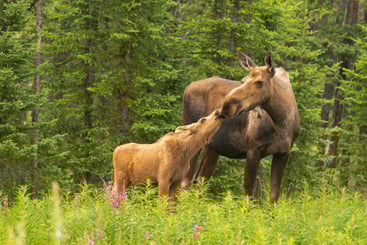 Mother and calf Alaska-Yukon moose