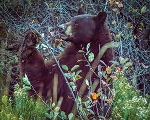 Many people that hike trails may never be aware of a lot of the wildlife they past. They still have a responsibility to be conscientious of what they are doing and how it impacts wildlife.