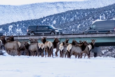 Animales silvestres bloqueados por carreteras