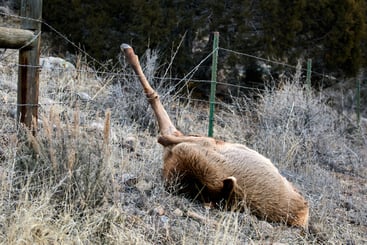 Many people that hike trails may never be aware of a lot of the wildlife they past. They still have a responsibility to be conscientious of what they are doing and how it impacts wildlife.