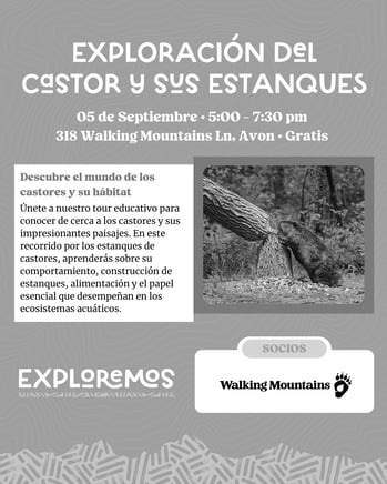 Exploración del castor-3
