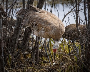 Sand hill cranes migrate from northern Mexico to as far as northeastern Siberia each year. City lights at night may confuse some birds during migrations.