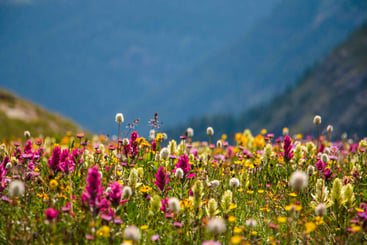Flores silvestres