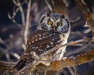 This rare owl lives in boreal forests and is threatened due to forest fires and deforestation.