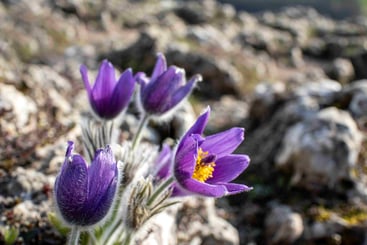 Flor de pascua